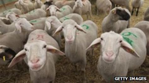 Schmallenberg Livestock Virus Hits 74 Farms In England Bbc News