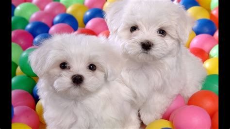 3 Cute 8 Week Maltese Puppy Playing Hd Youtube