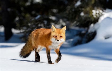Red Fox Diet Behavior And Adaptations Britannica