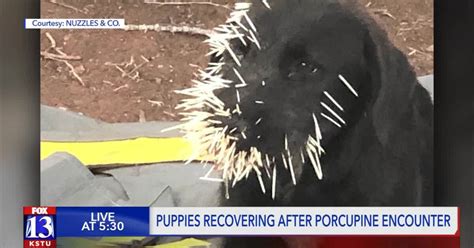 Porcupine Attack People