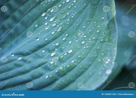 Water Droplets On A Large Green Leaf Of A Plant Stock Photo Image Of