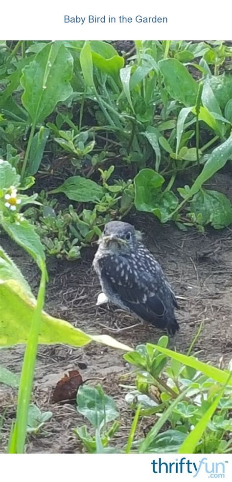 Baby Bird In The Garden Thriftyfun