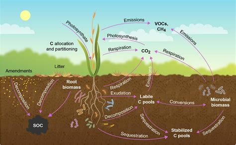Understanding The Carbon Cycle And Soil Health Holist