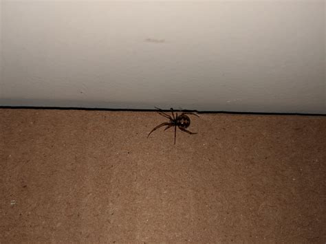 Northern Illinois Fairly Small Spider Looks Like It Has The Body Type