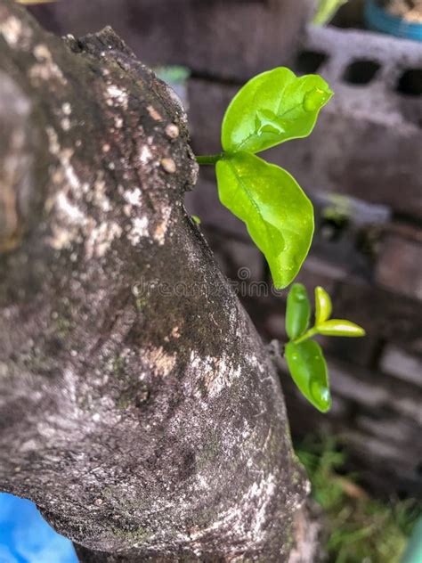 Youthful Young Leaves Grew On Tree Trunk Stock Image Image Of Growing