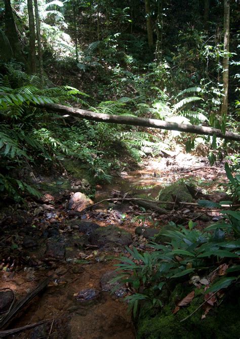 Into The Wild Hiking Through The Amazon Rainforest Theorangemango