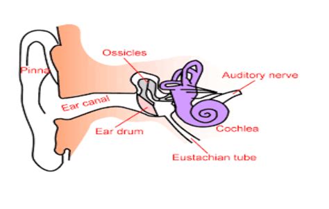 Human Ear Its Structure And Its Functions Byjus