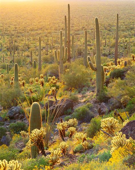 Cactus Gigantes En El Parque Nacional Saguaro De Sonora Paisaje De