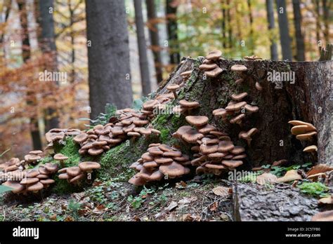 Edible Mushroom Armillaria Ostoyae In The Spruce Forest Known As Dark