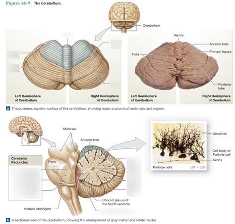 Cerebellum Diagram Quizlet