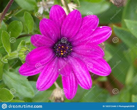 A Beautiful Purple Flower During The Day Time Stock Photo Image Of