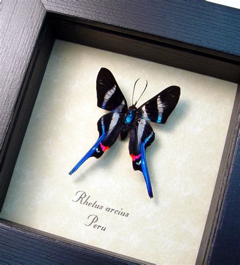 Framed Butterflies Butterfly Designs Insect Taxidermy Real