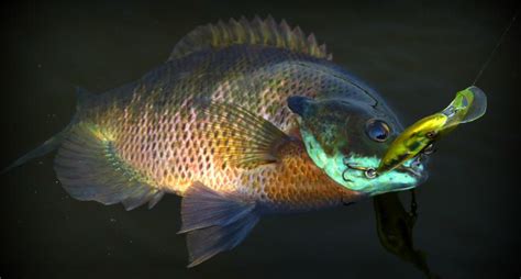 Bluegill Fishing Tips For Beginner And Expert Anglers