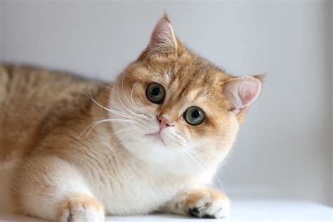 What Information One Needs To Have About Golden British Shorthair