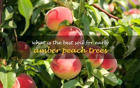 What Is The Best Soil For Early Amber Peach Trees Shuncy