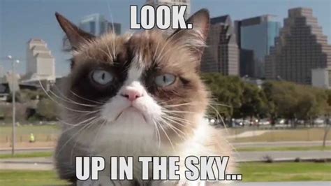 The Worlds Grumpiest Cat 40 Funniest Grumpy Cat Memes Pics With