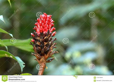 Flowers And Plants In The Sinharaja Rainforest Of Sri Lanka Stock Photo