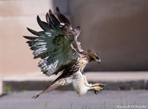 Sad News Red Tailed Hawk Fledgling J1 Has Died Cornell Lab Bird