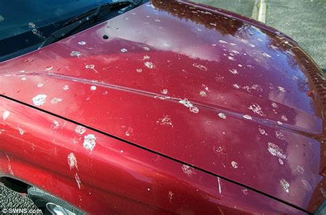 Understanding Bird Droppings And Car Paint Damage Carspiritpk