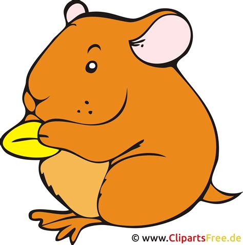 Hamster Clipart Imagen Dibujos Animados Gratis