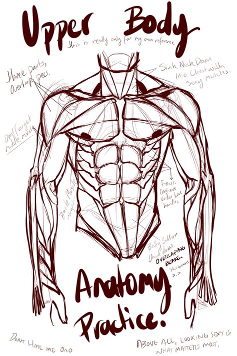 Abs And Upper Body Anatomy Practice By X Lordgreg X On Deviantart