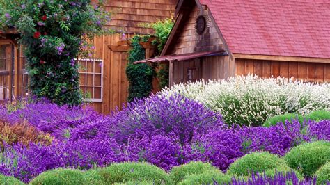 Flowers Purple Garden Lavender Washington Farm 1920x1080