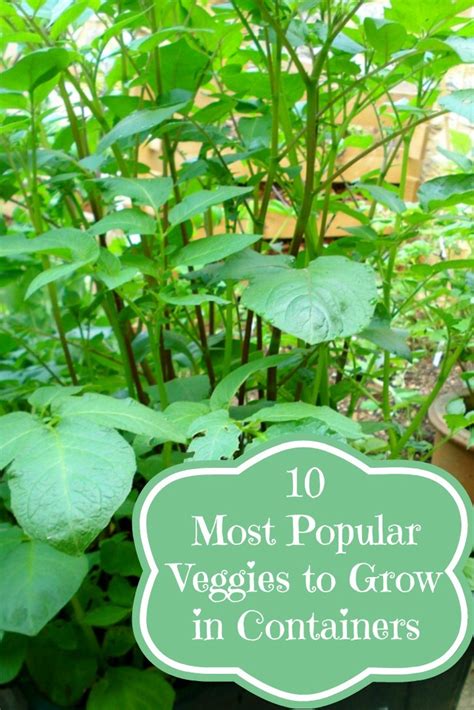 10 Most Popular Vegetables To Grow In Containers