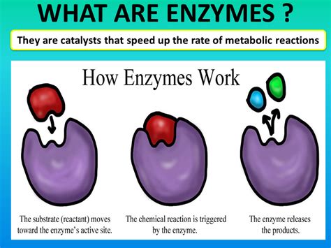 Grade 11 Chapter 4 Enzymes