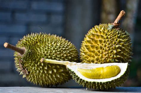 Karena memang memiliki ukuran yang besar, maka durian ini mempunyai sebutan yaitu raja buah. 7 Tips to Pick A Pure Breed Musang King Durian | TallyPress