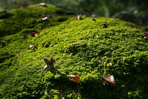 Moss Covered Rock Free Photo Download By