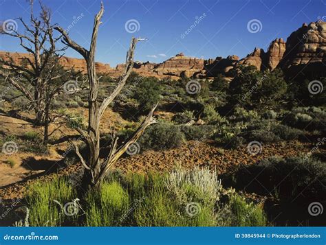 Vegetation In Rocky Landscape Stock Photo Image Of Outdoors