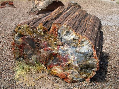 What Is Petrified Wood How Does It Form And What Is It Good For