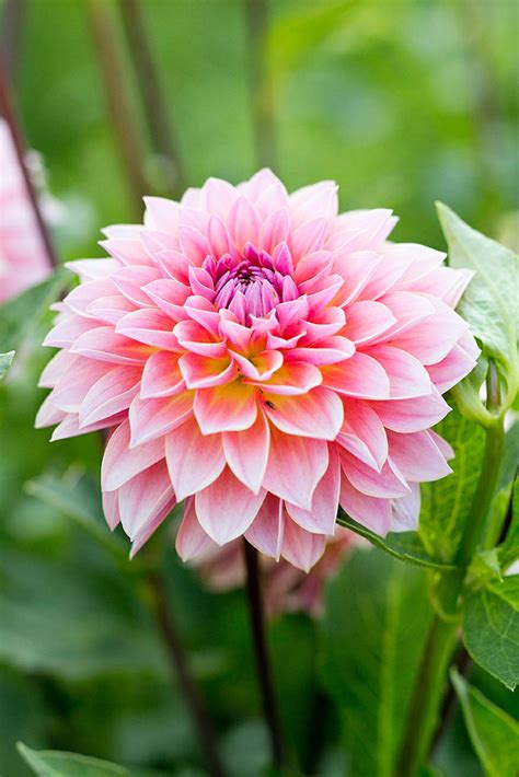 How to keep cut flowers fresh (almost) forever. 12 Best Flowers to Grow for Cutting - Sunset Magazine