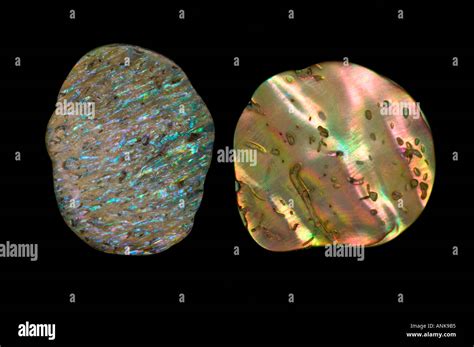 Paua Shell Fragments Stock Photo Alamy
