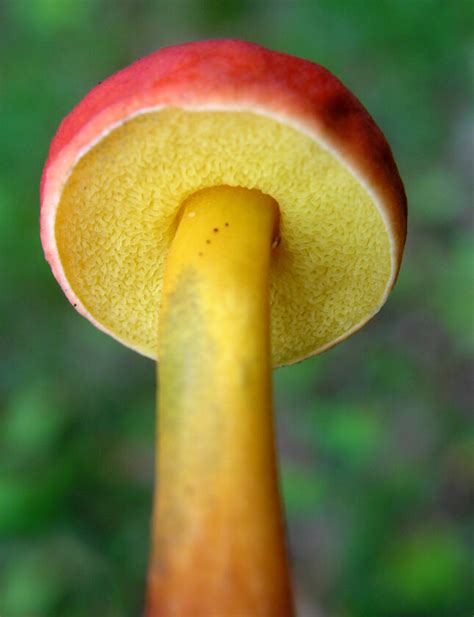 ‘new Finds Await Field Guide Updates Record Of Kansas Mushrooms