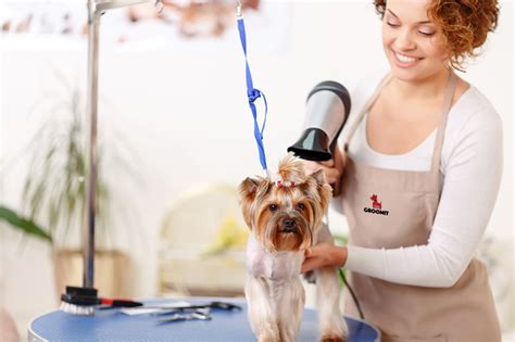 Are you searching for mobile pet grooming services for your pet dog or cat? Do You Groom Your Pet Yourself? Find Out the Benefits That ...