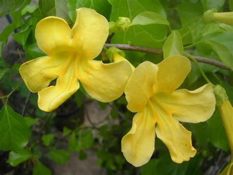 Yellow Flowering Bush Florida No Flowers On Esperanza How To Get