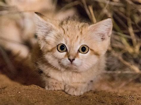 Watch First Video Of Sand Cat Kittens Romping In The Wild Smithsonian