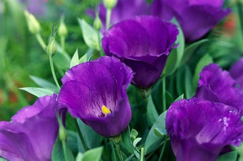 how to plant and grow lisianthus