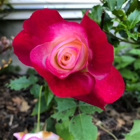 Beautiful Multi Colored Rose To Mark My New Beginning Rose Flower