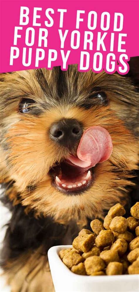 The best dog food for maltese: Best Food For Yorkie Puppy Dogs: Top Feeding Tips And ...