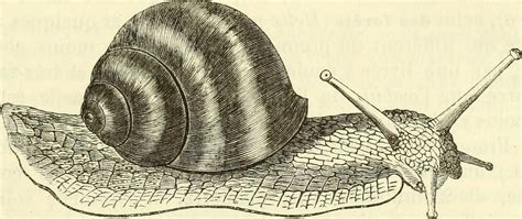 Psychic Snail Sex Couldnt Replace The Telegraph But One Frenchman
