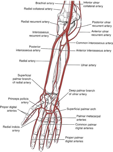 Upper Extremity Arteries Anatomy