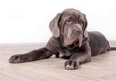 How To Care For A Beginner Neapolitan Mastiff