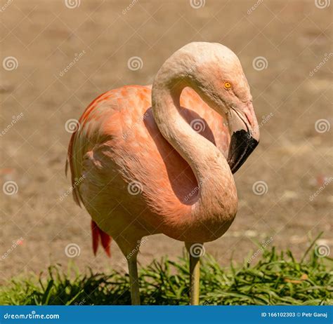 Orange Flamingo Body Head Detail Stock Image Image Of Natural Exotic