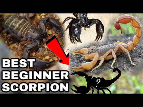 The Best Beginner Scorpion Species Pet Scorpions Dog Potato