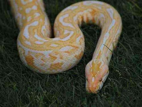 Albino Labyrinth Burmese Colorful Snakes Albino Snake
