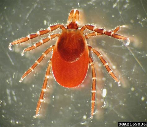 Blacklegged Tick Ixodes Scapularis