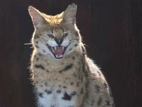 106 anzeigen zu katzen katzen katze gefunden. Serval Katze | Jyllands Park Zoo - Dänemarks gemütlichster Zoo