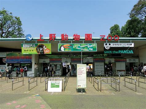 The site owner hides the web page description. 上野動物園でデートする際のおすすめプランをご紹介 - Hachibachi